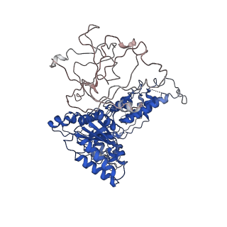 24523_7rla_D_v1-2
Cryo-EM structure of human p97-R191Q mutant bound to ATPgS.