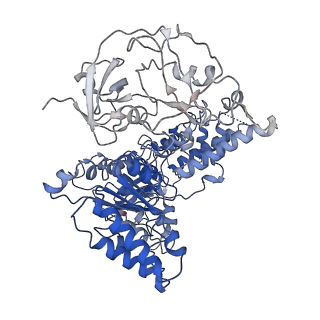 24532_7rlj_B_v1-2
Cryo-EM structure of human p97 bound to CB-5083 and ATPgS.