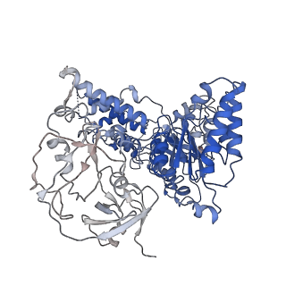24532_7rlj_D_v1-2
Cryo-EM structure of human p97 bound to CB-5083 and ATPgS.