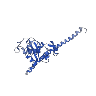 4935_6rm3_LF0_v1-3
Evolutionary compaction and adaptation visualized by the structure of the dormant microsporidian ribosome