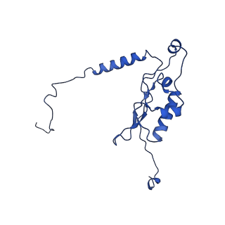 4935_6rm3_LL0_v1-3
Evolutionary compaction and adaptation visualized by the structure of the dormant microsporidian ribosome