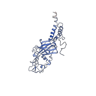 4972_6roh_C_v1-3
Cryo-EM structure of the autoinhibited Drs2p-Cdc50p