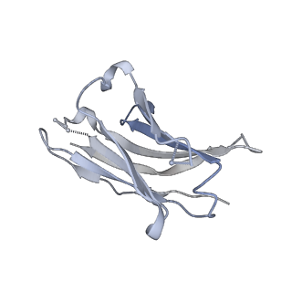 24695_7ru3_E_v1-1
CC6.33 IgG in complex with SARS-CoV-2-6P-Mut7 S protein (non-uniform refinement)