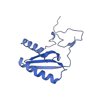 10021_6rw4_C_v1-1
Structure of human mitochondrial 28S ribosome in complex with mitochondrial IF3