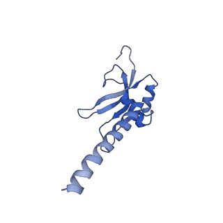 10021_6rw4_M_v1-1
Structure of human mitochondrial 28S ribosome in complex with mitochondrial IF3
