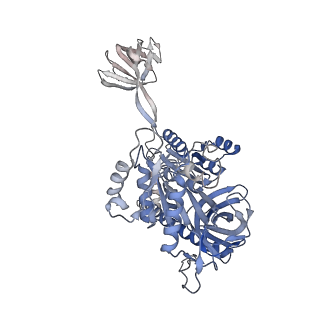 10022_6rw5_7_v1-1
Structure of human mitochondrial 28S ribosome in complex with mitochondrial IF2 and IF3
