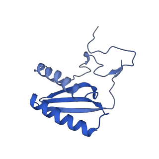 10022_6rw5_C_v1-1
Structure of human mitochondrial 28S ribosome in complex with mitochondrial IF2 and IF3