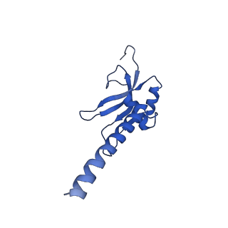 10022_6rw5_M_v1-1
Structure of human mitochondrial 28S ribosome in complex with mitochondrial IF2 and IF3