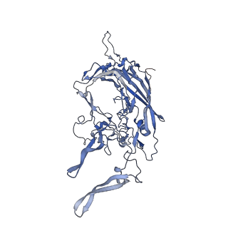 24718_7rwl_l_v1-0
Envelope-associated Adeno-associated virus serotype 2