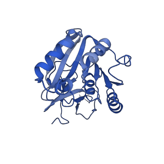 10052_6rxu_CA_v1-1
Cryo-EM structure of the 90S pre-ribosome (Kre33-Noc4) from Chaetomium thermophilum, state B1