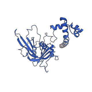 10052_6rxu_CK_v1-1
Cryo-EM structure of the 90S pre-ribosome (Kre33-Noc4) from Chaetomium thermophilum, state B1