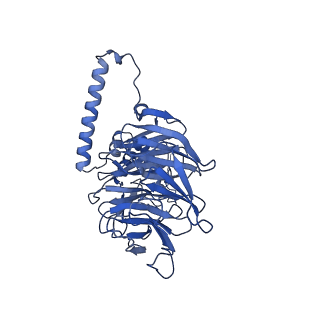 10052_6rxu_CM_v1-1
Cryo-EM structure of the 90S pre-ribosome (Kre33-Noc4) from Chaetomium thermophilum, state B1