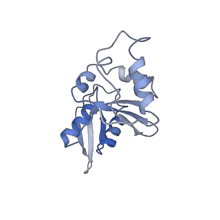 10052_6rxu_Ce_v1-1
Cryo-EM structure of the 90S pre-ribosome (Kre33-Noc4) from Chaetomium thermophilum, state B1