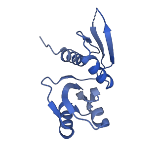10052_6rxu_Cm_v1-1
Cryo-EM structure of the 90S pre-ribosome (Kre33-Noc4) from Chaetomium thermophilum, state B1