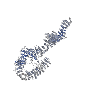 10052_6rxu_UT_v1-1
Cryo-EM structure of the 90S pre-ribosome (Kre33-Noc4) from Chaetomium thermophilum, state B1