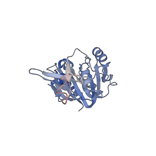 10053_6rxv_CB_v1-1
Cryo-EM structure of the 90S pre-ribosome (Kre33-Noc4) from Chaetomium thermophilum, state B2