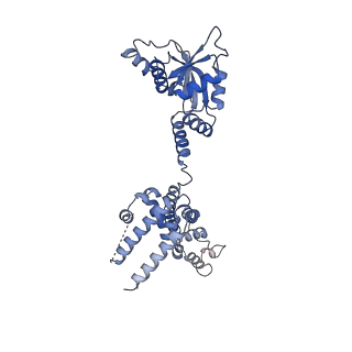 10053_6rxv_CC_v1-1
Cryo-EM structure of the 90S pre-ribosome (Kre33-Noc4) from Chaetomium thermophilum, state B2