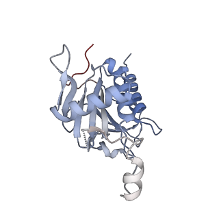 10053_6rxv_CO_v1-1
Cryo-EM structure of the 90S pre-ribosome (Kre33-Noc4) from Chaetomium thermophilum, state B2