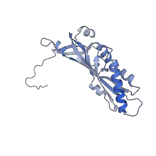 10053_6rxv_Ca_v1-1
Cryo-EM structure of the 90S pre-ribosome (Kre33-Noc4) from Chaetomium thermophilum, state B2