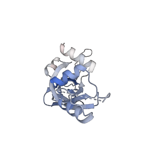 10053_6rxv_Cf_v1-1
Cryo-EM structure of the 90S pre-ribosome (Kre33-Noc4) from Chaetomium thermophilum, state B2
