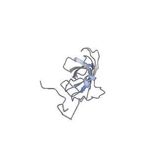 10053_6rxv_Ck_v1-1
Cryo-EM structure of the 90S pre-ribosome (Kre33-Noc4) from Chaetomium thermophilum, state B2