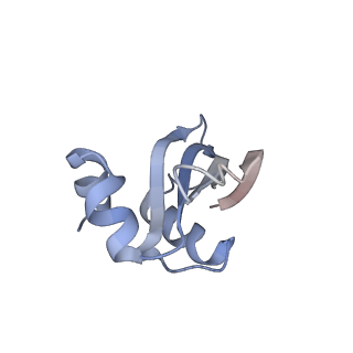 10053_6rxv_Co_v1-1
Cryo-EM structure of the 90S pre-ribosome (Kre33-Noc4) from Chaetomium thermophilum, state B2