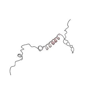 10055_6rxy_UC_v1-1
Cryo-EM structure of the 90S pre-ribosome (Kre33-Noc4) from Chaetomium thermophilum, state a