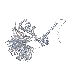 10055_6rxy_UL_v1-1
Cryo-EM structure of the 90S pre-ribosome (Kre33-Noc4) from Chaetomium thermophilum, state a