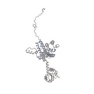 10056_6rxz_CD_v1-1
Cryo-EM structure of the 90S pre-ribosome (Kre33-Noc4) from Chaetomium thermophilum, state b