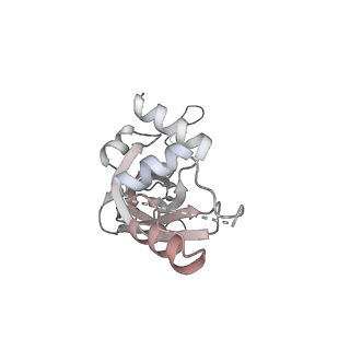 10056_6rxz_Cf_v1-1
Cryo-EM structure of the 90S pre-ribosome (Kre33-Noc4) from Chaetomium thermophilum, state b
