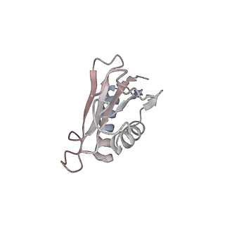 10056_6rxz_Ci_v1-1
Cryo-EM structure of the 90S pre-ribosome (Kre33-Noc4) from Chaetomium thermophilum, state b