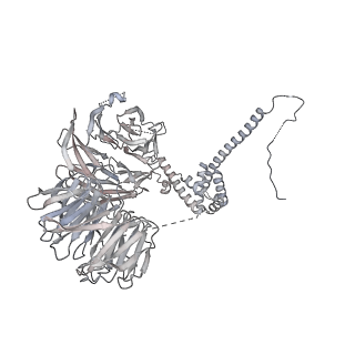 10056_6rxz_UL_v1-1
Cryo-EM structure of the 90S pre-ribosome (Kre33-Noc4) from Chaetomium thermophilum, state b