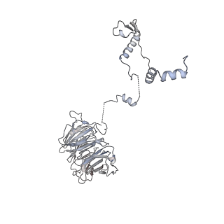 10056_6rxz_UR_v1-1
Cryo-EM structure of the 90S pre-ribosome (Kre33-Noc4) from Chaetomium thermophilum, state b