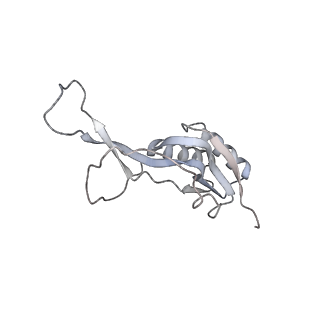 24738_7ryf_L_v1-2
A. baumannii Ribosome-TP-6076 complex: P-site tRNA 70S
