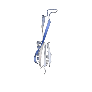 24738_7ryf_j_v1-2
A. baumannii Ribosome-TP-6076 complex: P-site tRNA 70S