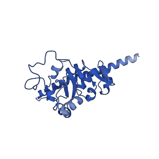 10068_6rzz_b_v1-1
Cryo-EM structures of Lsg1-TAP pre-60S ribosomal particles