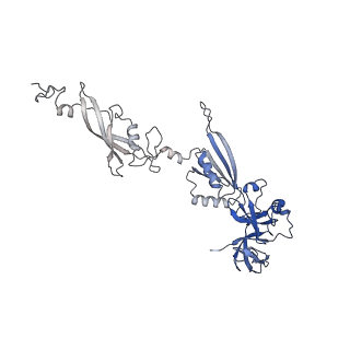 10068_6rzz_w_v1-1
Cryo-EM structures of Lsg1-TAP pre-60S ribosomal particles