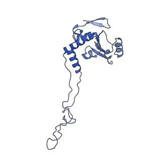 10073_6s0k_E_v1-2
Ribosome nascent chain in complex with SecA