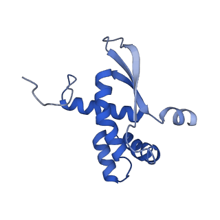 10073_6s0k_O_v1-2
Ribosome nascent chain in complex with SecA