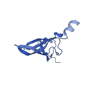 10073_6s0k_Q_v1-2
Ribosome nascent chain in complex with SecA