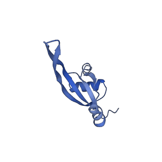 10073_6s0k_U_v1-2
Ribosome nascent chain in complex with SecA