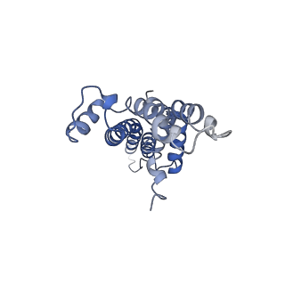 10096_6s3s_C_v1-0
Structure of the FliPQR complex from the flagellar type 3 secretion system of Vibrio mimicus.
