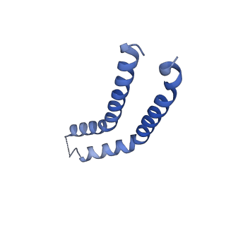 10096_6s3s_J_v1-0
Structure of the FliPQR complex from the flagellar type 3 secretion system of Vibrio mimicus.