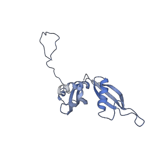 10098_6s47_AU_v1-1
Saccharomyces cerevisiae 80S ribosome bound with ABCF protein New1