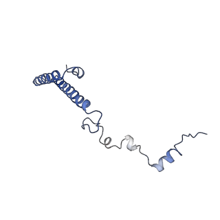 10098_6s47_Aj_v1-1
Saccharomyces cerevisiae 80S ribosome bound with ABCF protein New1