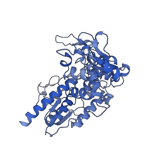 10106_6s6u_J_v1-3
Structure of Azospirillum brasilense Glutamate Synthase in a6b4 oligomeric state.