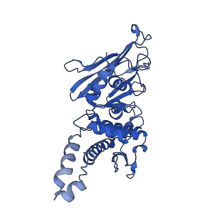 10107_6s6v_C_v1-2
Resting state of the E. coli Mre11-Rad50 (SbcCD) head complex bound to ATPgS