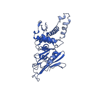 10107_6s6v_D_v1-2
Resting state of the E. coli Mre11-Rad50 (SbcCD) head complex bound to ATPgS