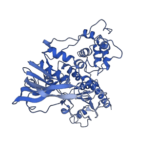 10108_6s6x_G_v1-3
Structure of Azospirillum brasilense Glutamate Synthase in a6b6 oligomeric state.