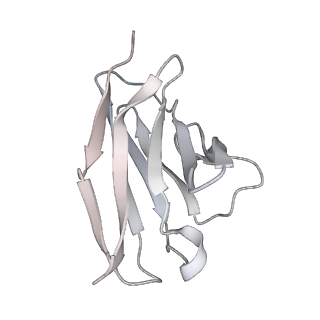 24877_7s6j_D_v1-1
J08 fragment antigen binding in complex with SARS-CoV-2-6P-Mut2 S protein (conformation 1)